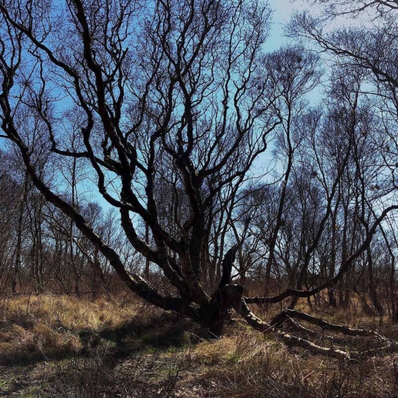 Celts and druids – No Trace Celts and druids - No Trace