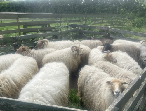 sheep shearer Floor
